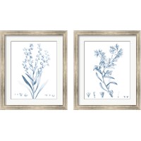 Framed Antique Botanical in Blue 2 Piece Framed Art Print Set