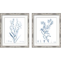 Framed Antique Botanical in Blue 2 Piece Framed Art Print Set