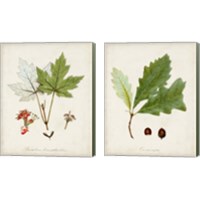 Framed 'Antique Tree Study 2 Piece Canvas Print Set' border=