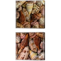 Framed 'Mini Conch Shells 2 Piece Canvas Print Set' border=