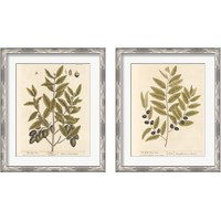 Framed 'Olive Branch 2 Piece Framed Art Print Set' border=