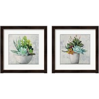 Framed 'Succulent Still Life 2 Piece Framed Art Print Set' border=