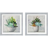 Framed 'Succulent Still Life 2 Piece Framed Art Print Set' border=