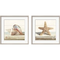 Framed Driftwood Shell 2 Piece Framed Art Print Set