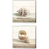 Framed Driftwood Shell 2 Piece Canvas Print Set