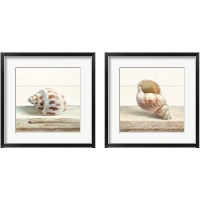 Framed Driftwood Shell 2 Piece Framed Art Print Set