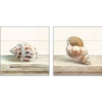 Framed 'Driftwood Shell 2 Piece Art Print Set' border=