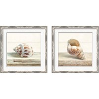Framed Driftwood Shell 2 Piece Framed Art Print Set