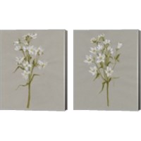 Framed White Field Flowers 2 Piece Canvas Print Set
