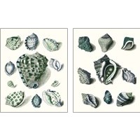 Framed 'Celadon Shells 2 Piece Art Print Set' border=