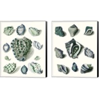 Framed Celadon Shells 2 Piece Canvas Print Set