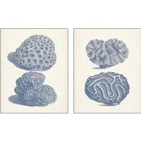 Framed Antique Coral Collection 2 Piece Art Print Set