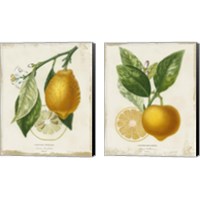 Framed French Lemon 2 Piece Canvas Print Set