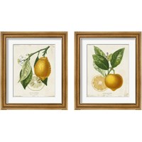 Framed 'French Lemon 2 Piece Framed Art Print Set' border=