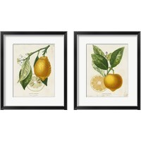 Framed French Lemon 2 Piece Framed Art Print Set