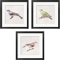 Framed 'Bird Sketch 3 Piece Framed Art Print Set' border=