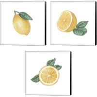 Framed Citrus Limon 3 Piece Canvas Print Set