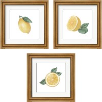 Framed 'Citrus Limon 3 Piece Framed Art Print Set' border=