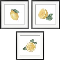 Framed Citrus Limon 3 Piece Framed Art Print Set