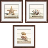 Framed 'Driftwood Shell 3 Piece Framed Art Print Set' border=