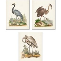 Framed Antique Heron & Cranes 3 Piece Art Print Set