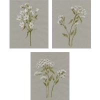Framed 'White Field Flowers 3 Piece Art Print Set' border=