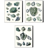 Framed Celadon Shells 3 Piece Canvas Print Set