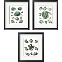 Framed Celadon Shells 3 Piece Framed Art Print Set