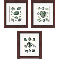 Framed Celadon Shells 3 Piece Framed Art Print Set