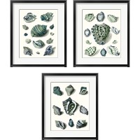 Framed Celadon Shells 3 Piece Framed Art Print Set