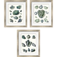 Framed Celadon Shells 3 Piece Framed Art Print Set