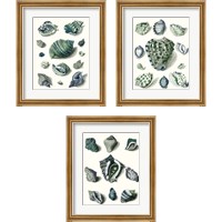 Framed 'Celadon Shells 3 Piece Framed Art Print Set' border=