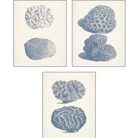 Framed Antique Coral Collection 3 Piece Art Print Set