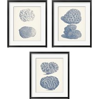 Framed Antique Coral Collection 3 Piece Framed Art Print Set