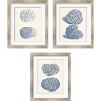 Framed Antique Coral Collection 3 Piece Framed Art Print Set