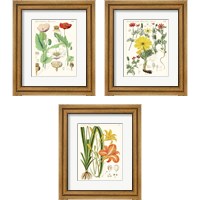 Framed 'Bright Botanicals 3 Piece Framed Art Print Set' border=