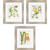 Framed Bright Botanicals 3 Piece Framed Art Print Set