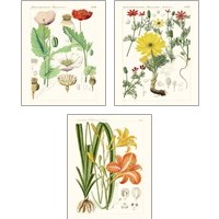 Framed 'Bright Botanicals 3 Piece Art Print Set' border=