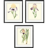 Framed 'Purple Irises 3 Piece Framed Art Print Set' border=