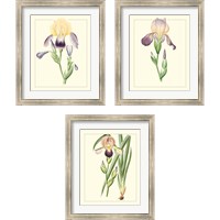 Framed 'Purple Irises 3 Piece Framed Art Print Set' border=