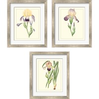 Framed Purple Irises 3 Piece Framed Art Print Set