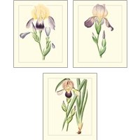 Framed Purple Irises 3 Piece Art Print Set