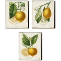 Framed French Lemon 3 Piece Canvas Print Set