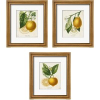 Framed French Lemon 3 Piece Framed Art Print Set