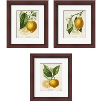 Framed French Lemon 3 Piece Framed Art Print Set