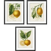 Framed 'French Lemon 3 Piece Framed Art Print Set' border=