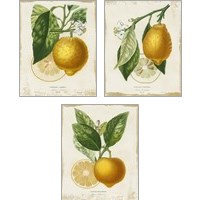 Framed French Lemon 3 Piece Art Print Set