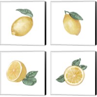 Framed Citrus Limon 4 Piece Canvas Print Set