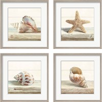 Framed 'Driftwood Shell 4 Piece Framed Art Print Set' border=