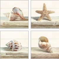 Framed 'Driftwood Shell 4 Piece Art Print Set' border=